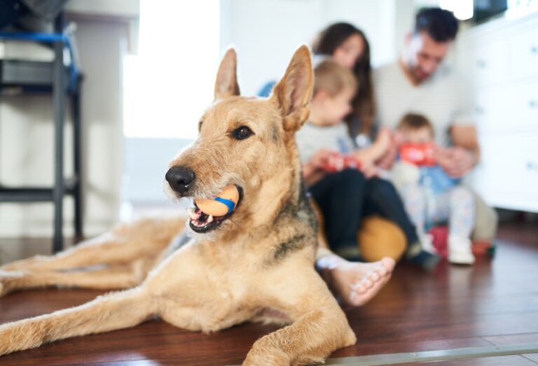 dog with a ball in its mouth min