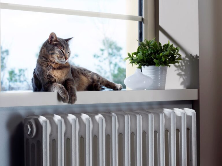 cat enjoying heat